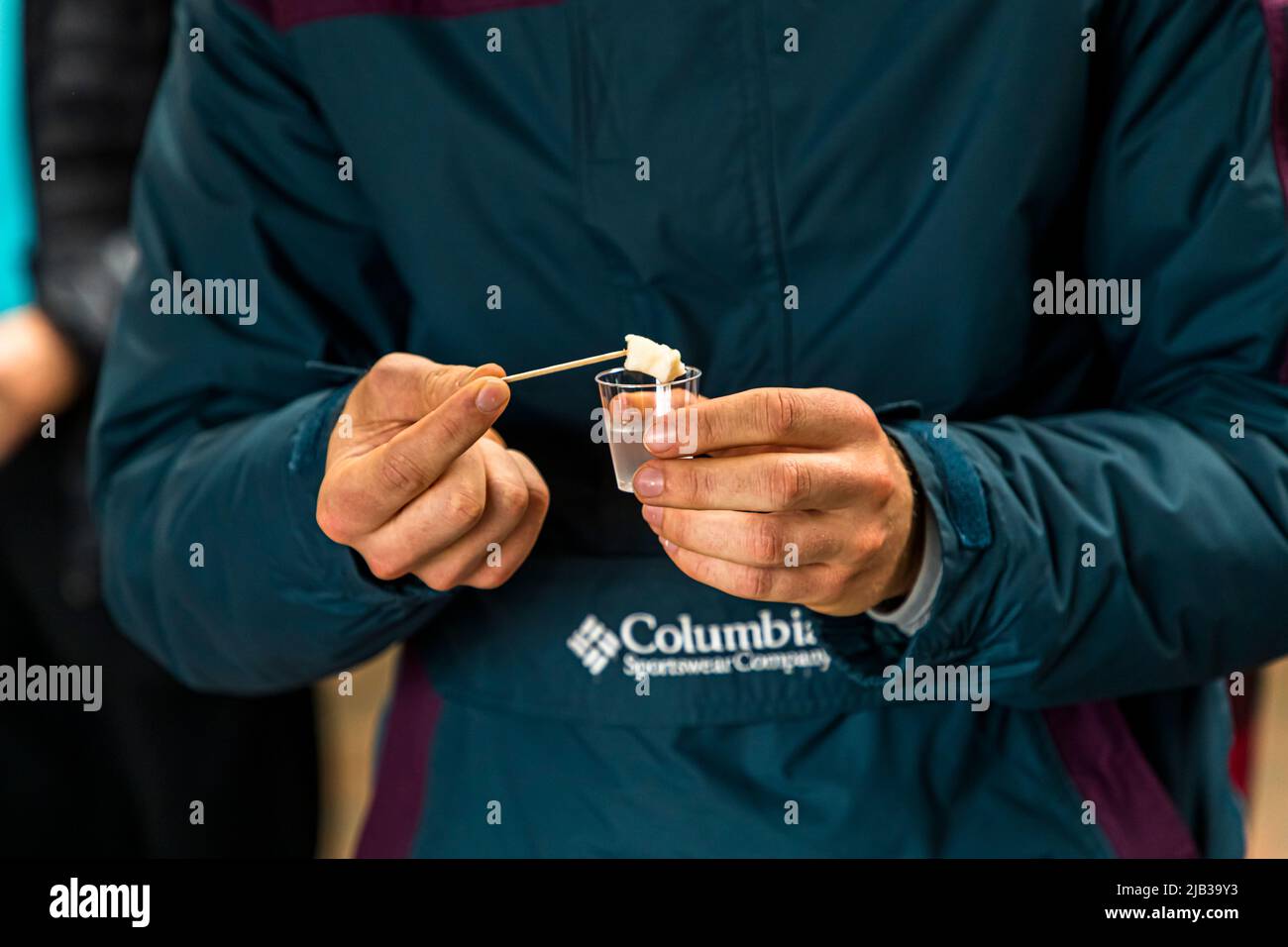 Hakarl Tasting for Beginners. The pungent taste of overripe blue cheese is followed by an Icelandic liquor called Black Death. Bjarnarhöfn Iceland Shark Museum, where the mystery of the fermented shark is solved Stock Photo