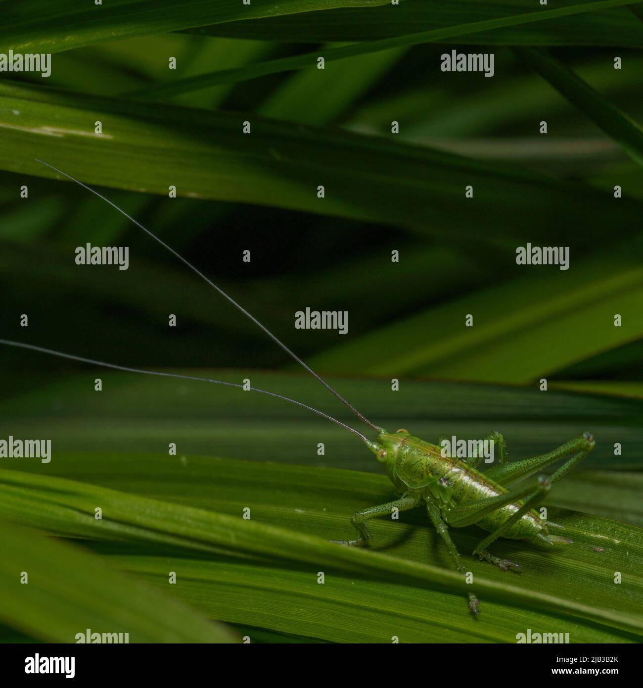 Close Up of a Green grasshopper sitting on a green leaf. Grasshopper in nature. Stock Photo