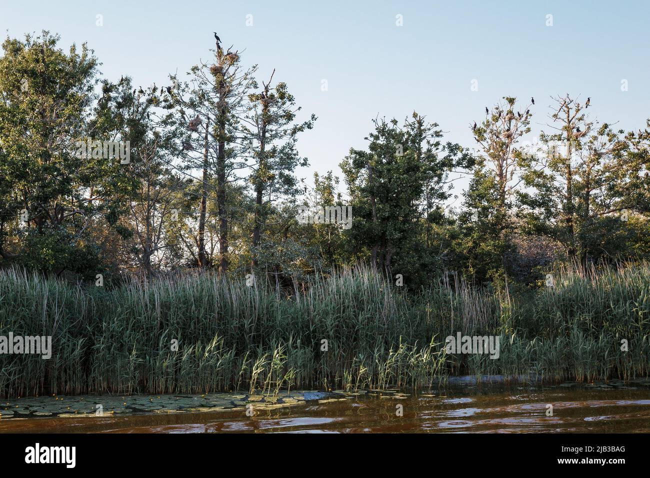 View of a cormorant island while sailing on a river Stock Photo