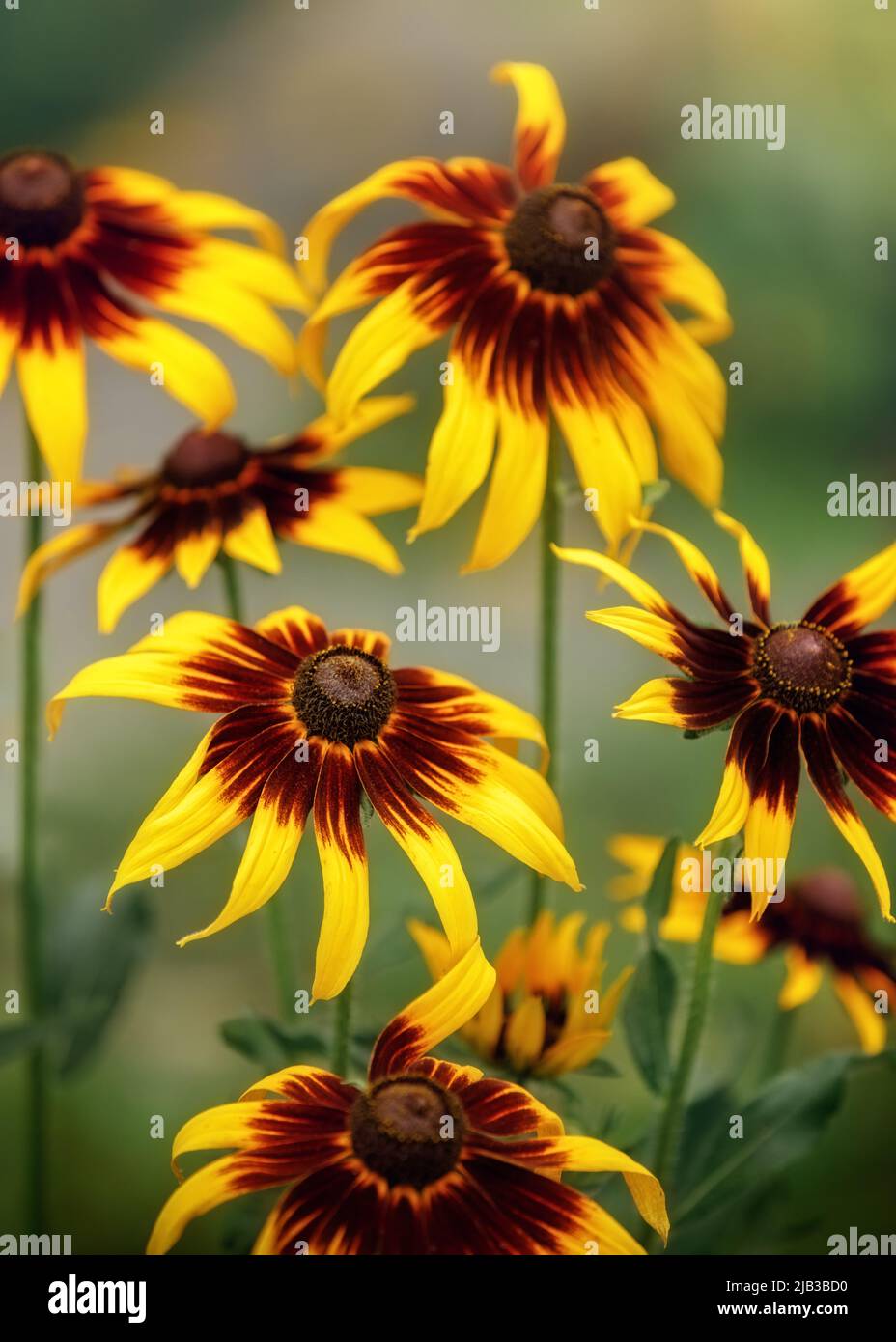 Floral background with bright yellow daisies on natural background. Rudbeckia in the garden. Yellow-brown flowers with outstanding seed at the center Stock Photo