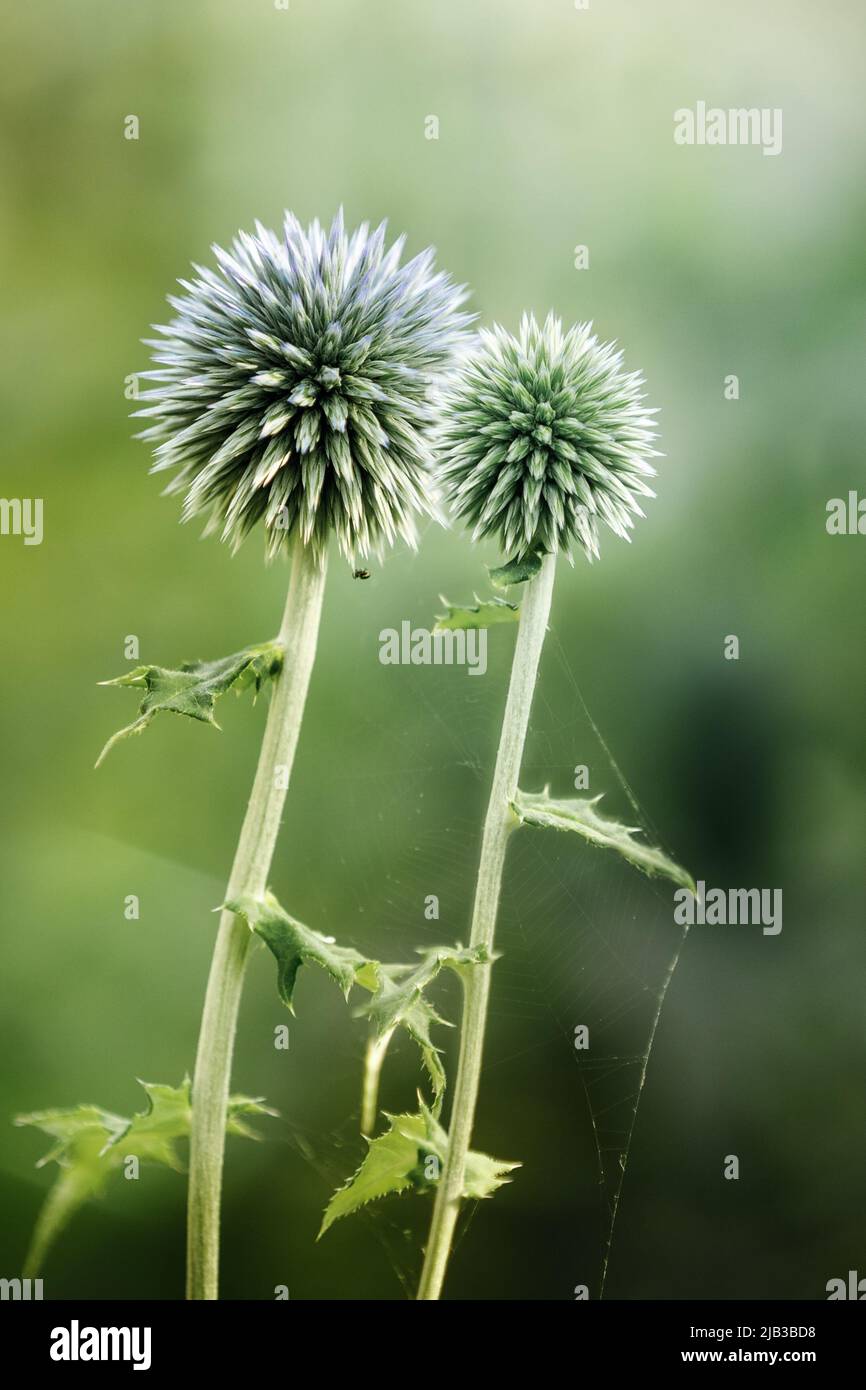Two spiny Eryngium flower heads on dark green blurred background. Stock Photo