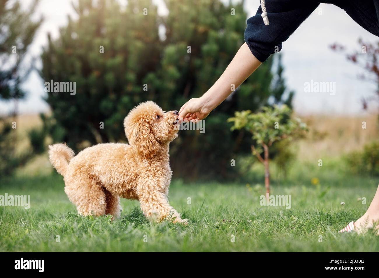 A girl is training her poodle on a green lawn. The puppy gets his prize. Stock Photo