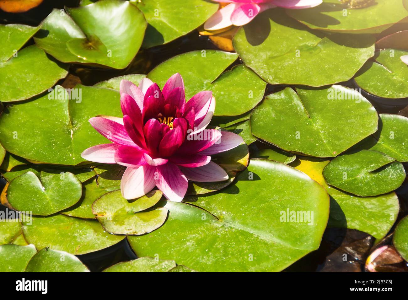 Beautiful Pink and red water lily or Lotus flower with leaf in pond