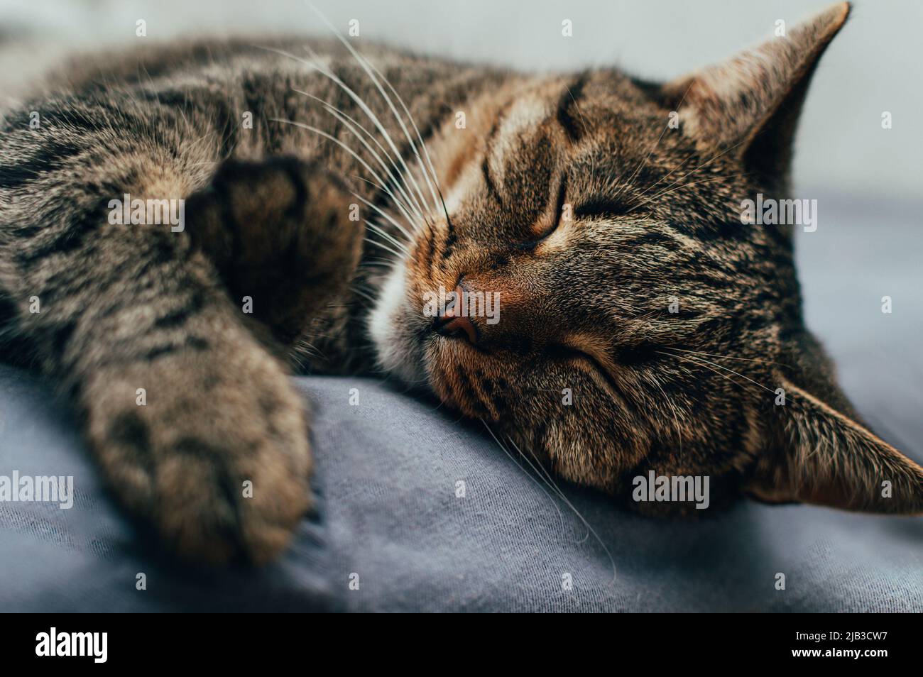 Close-up portrait of a sleeping cat on the bed Stock Photo - Alamy