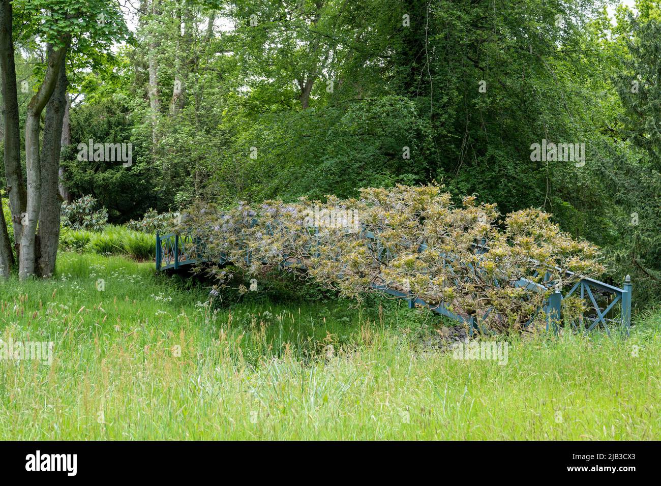 Bridge with wisteria at Lilburn Tower, near Wooler, Northumberland, UK, a mansion house gardens