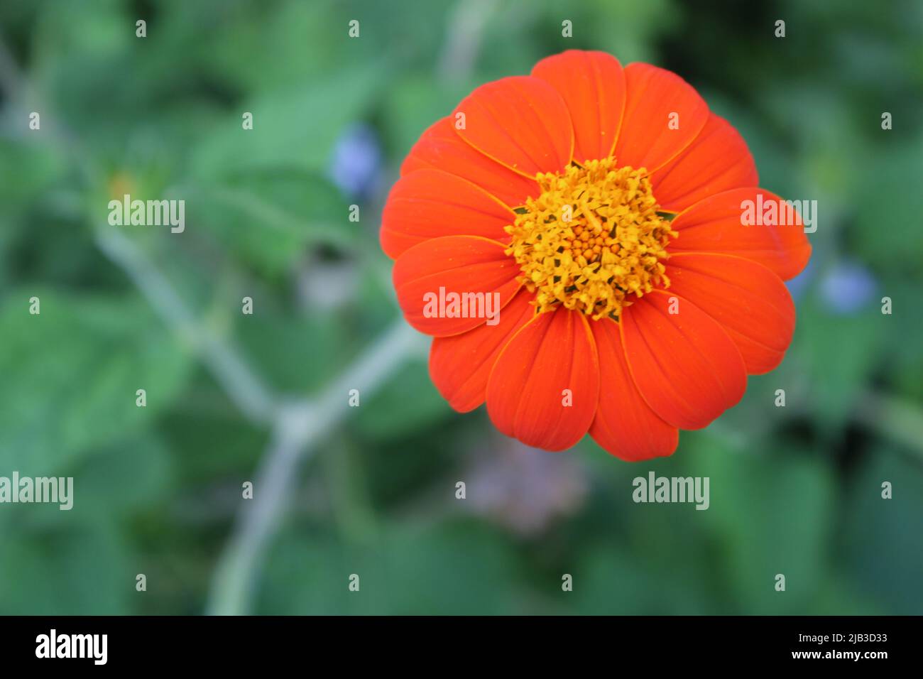 A Mexican sunflower beautifully grown in a Florida backyard Stock Photo Alamy