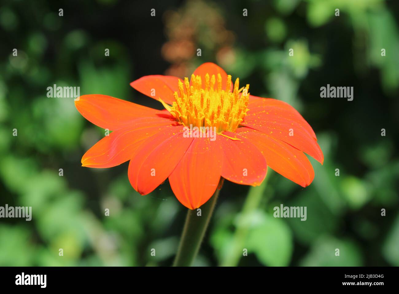 A Mexican sunflower beautifully grown in a Florida backyard Stock Photo Alamy