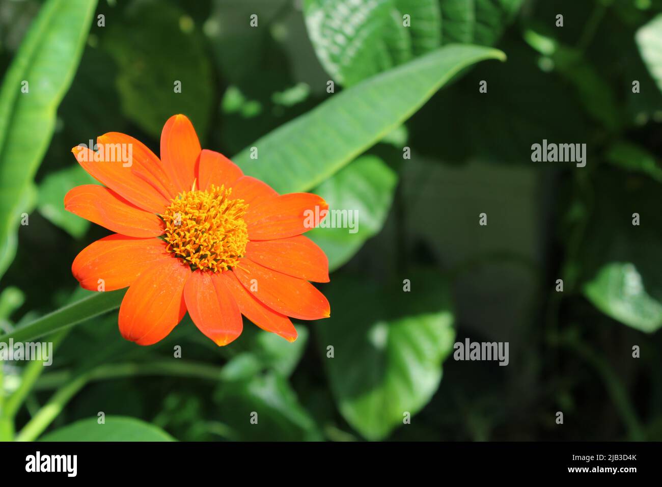 A Mexican sunflower beautifully grown in a Florida backyard Stock Photo Alamy