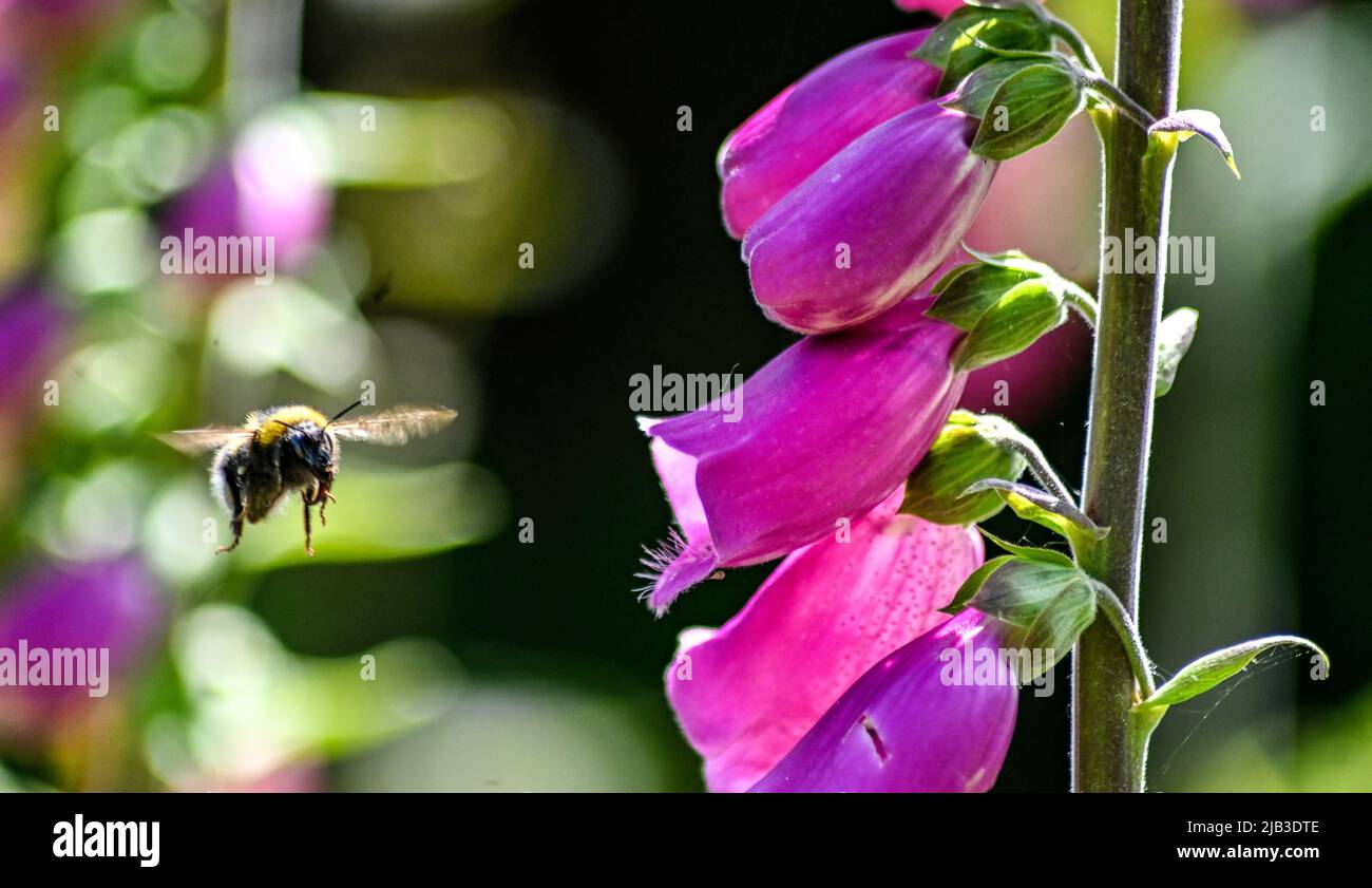 White tailed bumblebee, Bombus lucorum in full flight about to enter the flower of a Foxglove Digitalis Dalmatian Stock Photo