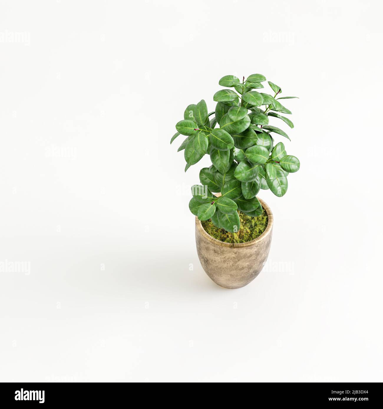 3d illustration of houseplant in modern potted bird's-eye view Stock Photo