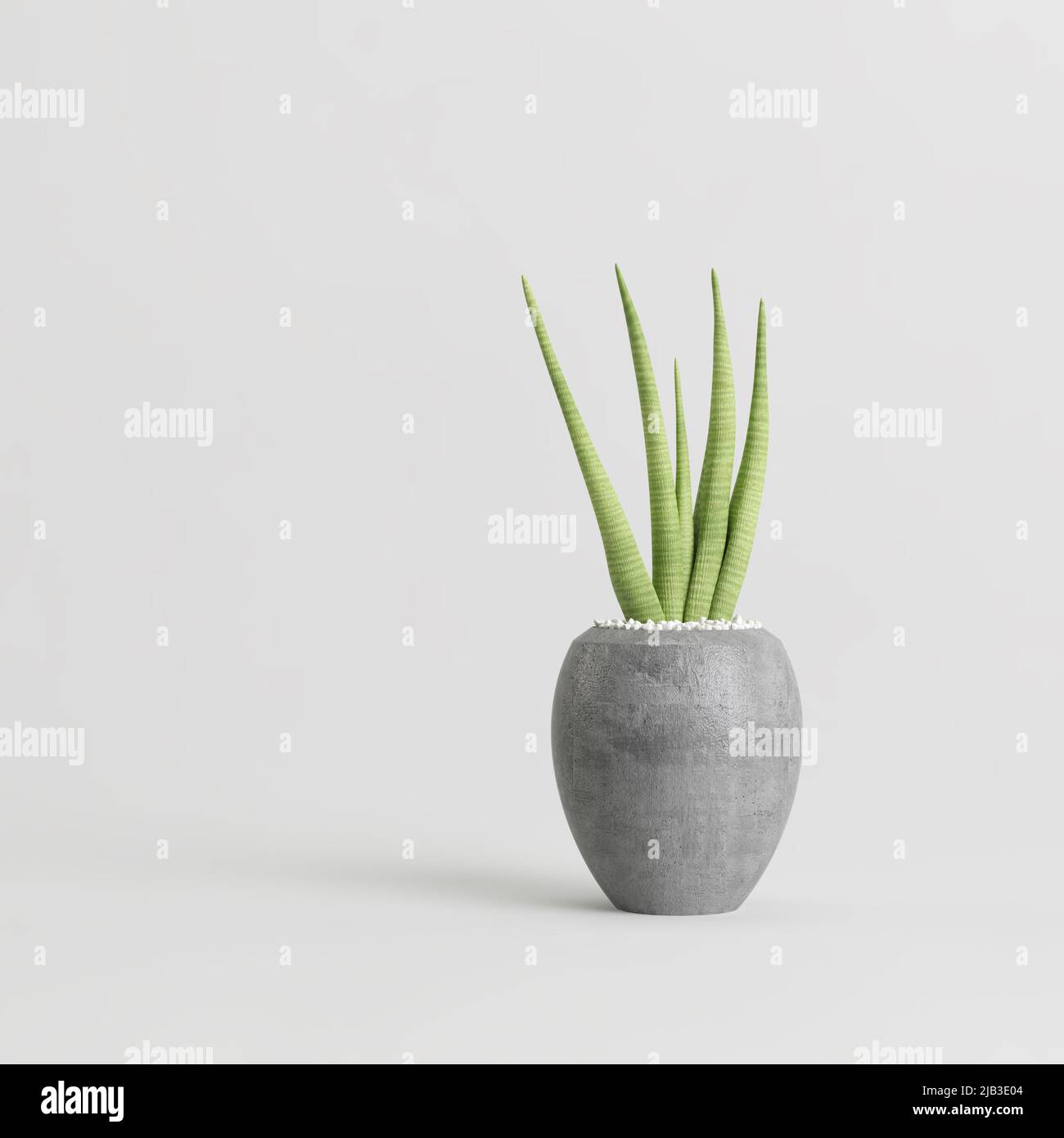 3d illustration of houseplant in modern potted isolated on white background Stock Photo