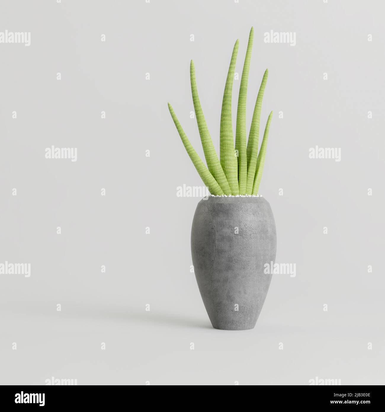 3d illustration of houseplant in modern potted isolated on white background Stock Photo