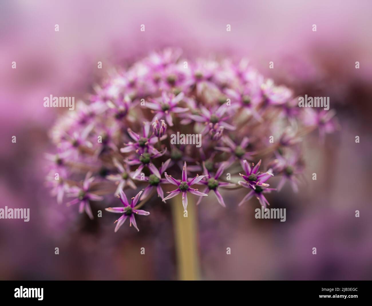 Closeup of flowerhead of Allium atropurpureum 'Miami' Stock Photo