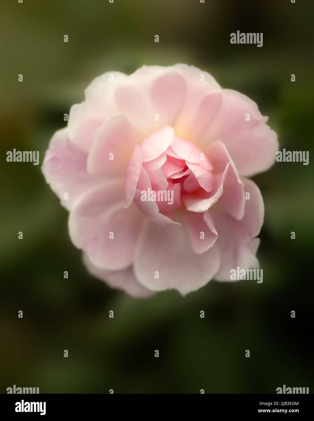 Closeup of flower of Rosa 'Mary Delany' in a garden in summe Stock Photo