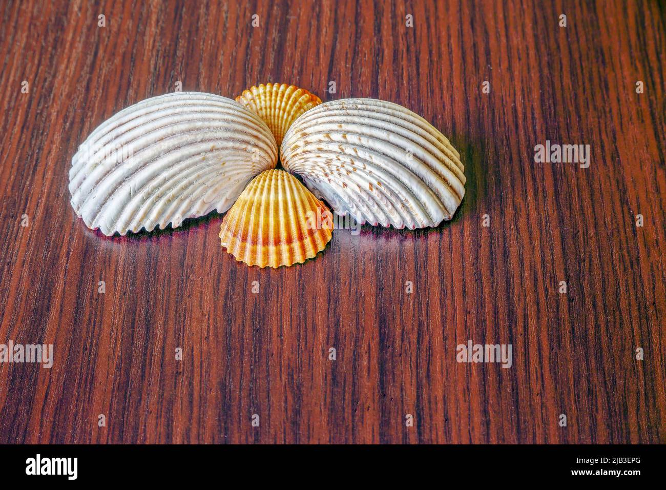 Four seashells lying on a brown wooden table Stock Photo