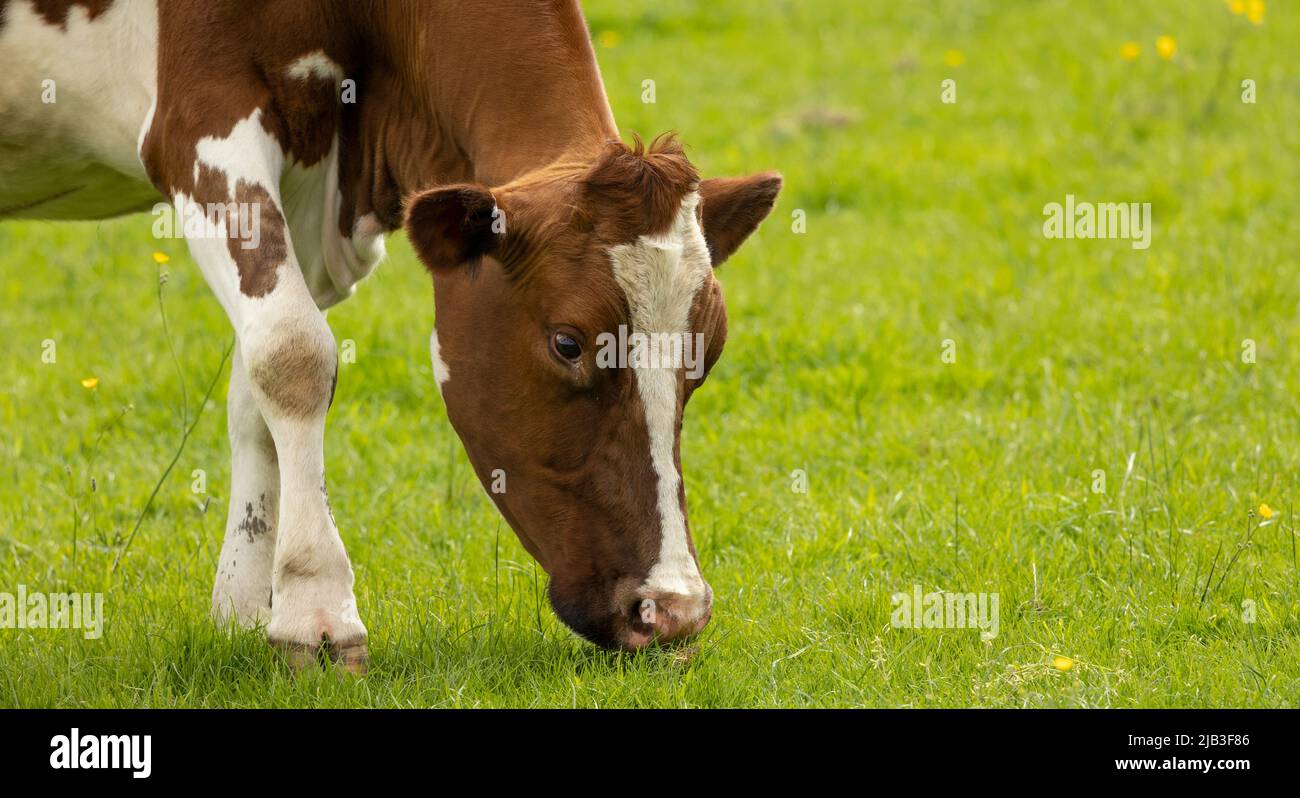 brown and white cow grazing on fresh summer green grass Stock Photo - Alamy