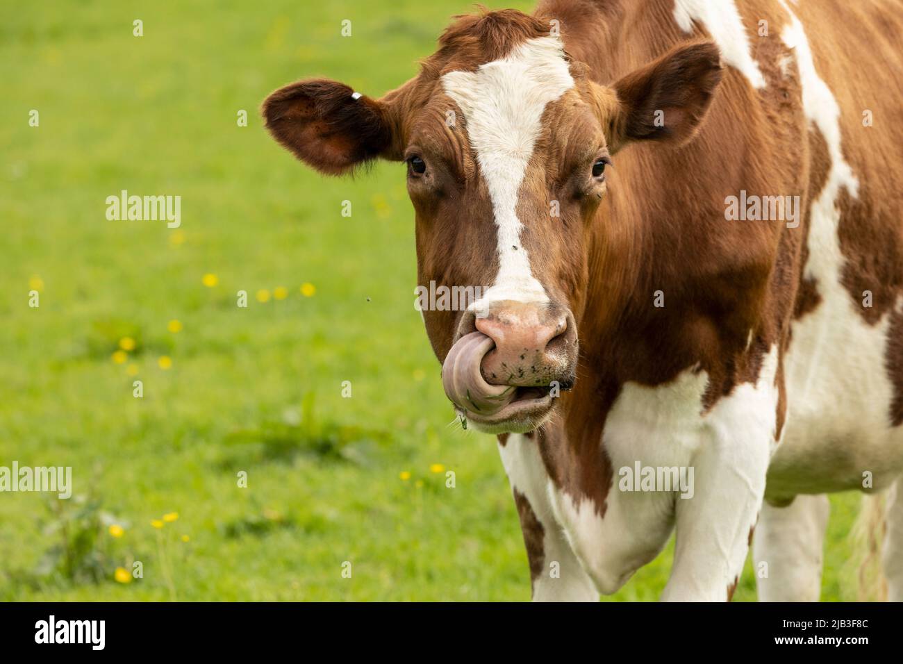 portrait head shot  of brown and white cow Stock Photo