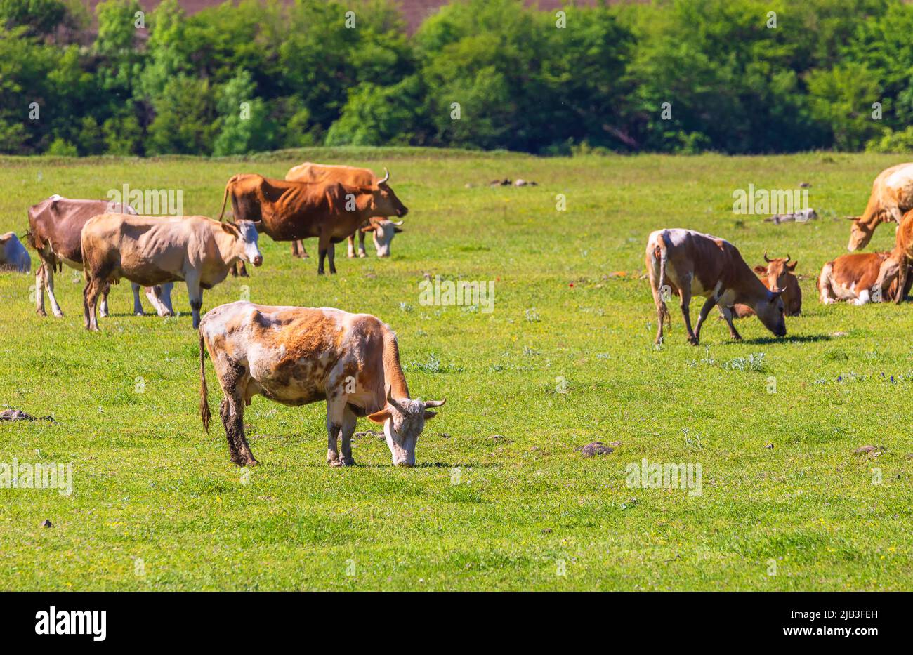 Grazing cows on the lawn Stock Photo - Alamy