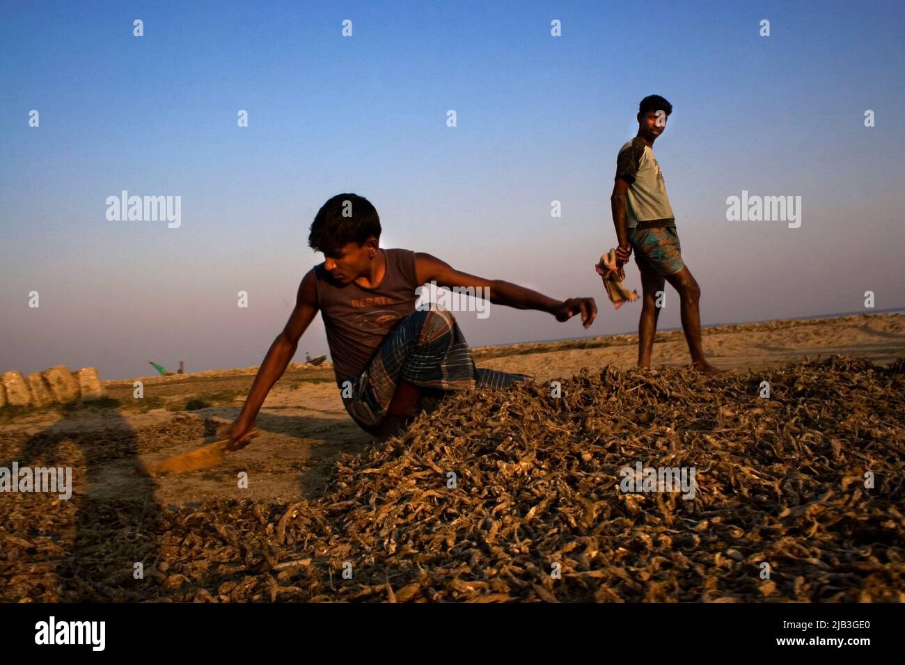 Kamal and Harun sort out dry fishes from the land. Dhal Char, Vola,  Bangladesh. January 14, 2008 Stock Photo - Alamy
