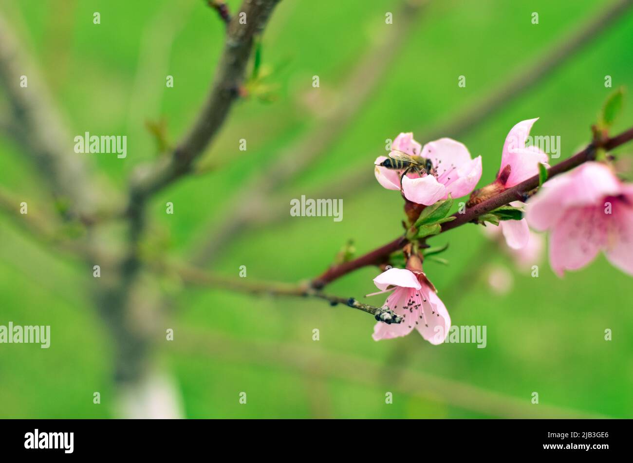 Peach blossom in the sunny day on green grass background Stock Photo
