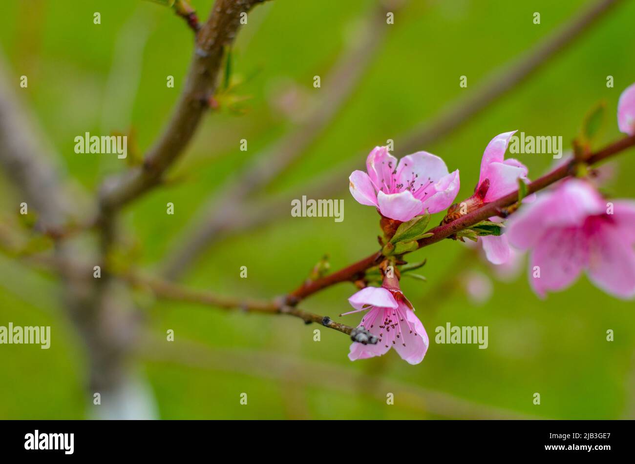 Peach blossom in the sunny day on green grass background Stock Photo