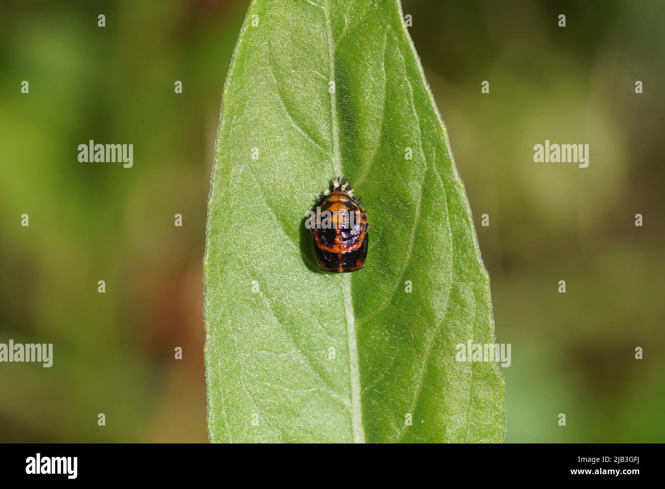 Closeup of a pupa of an harlequin ladybird (Harmonia axyridis). On a leaf. Dutch garden, spring, June, Netherlands Stock Photo