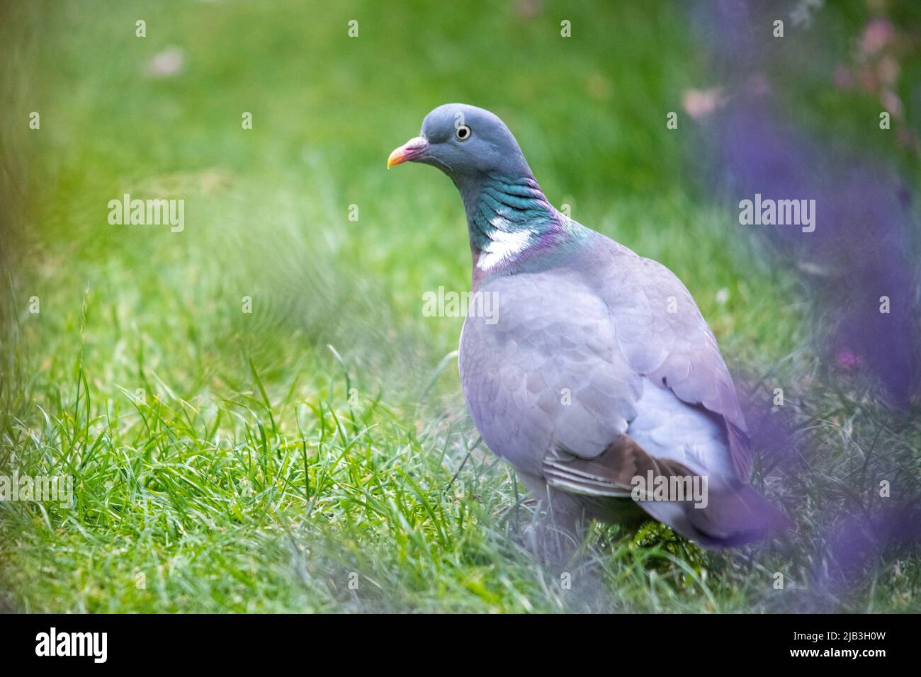 Wood Pidgeon lurking Stock Photo