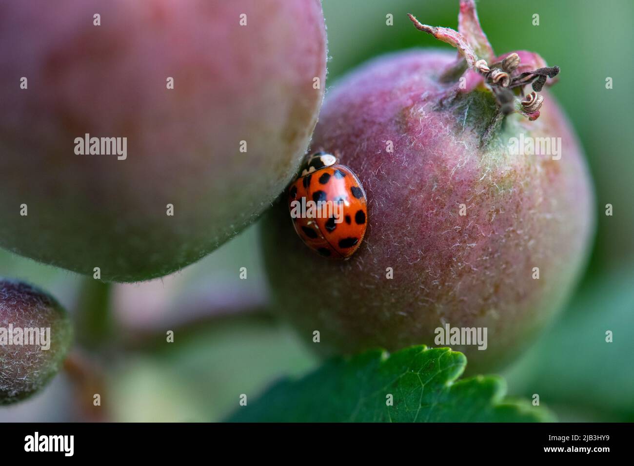 Ladybird on some apples hi-res stock photography and images - Alamy