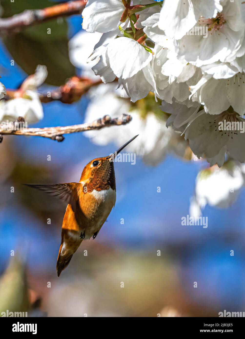 Hummingbird float hi-res stock photography and images - Alamy