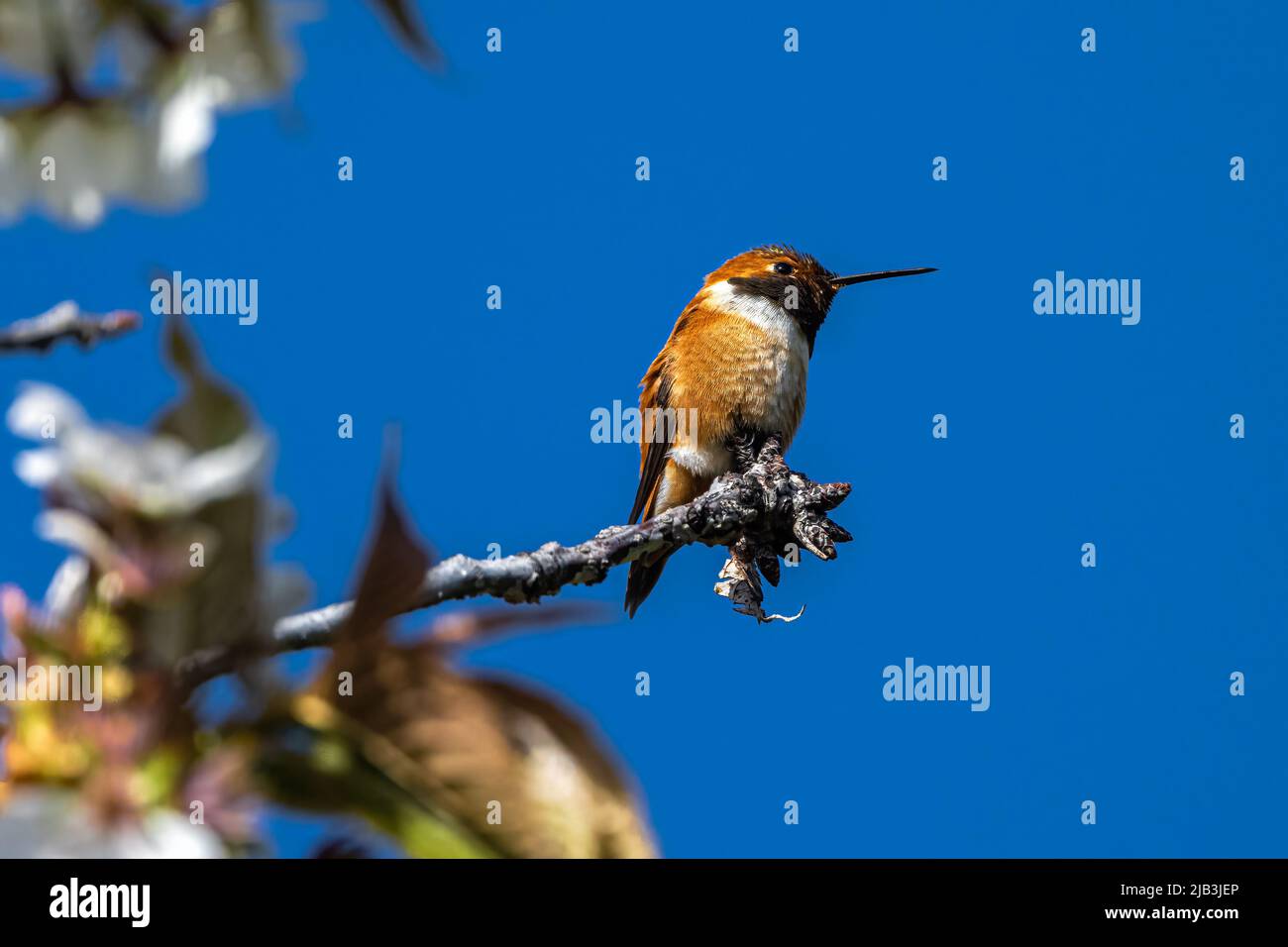 Rufous Hummingbird (Selasphorus rufus) Perching on a Cherry Branch Stock Photo