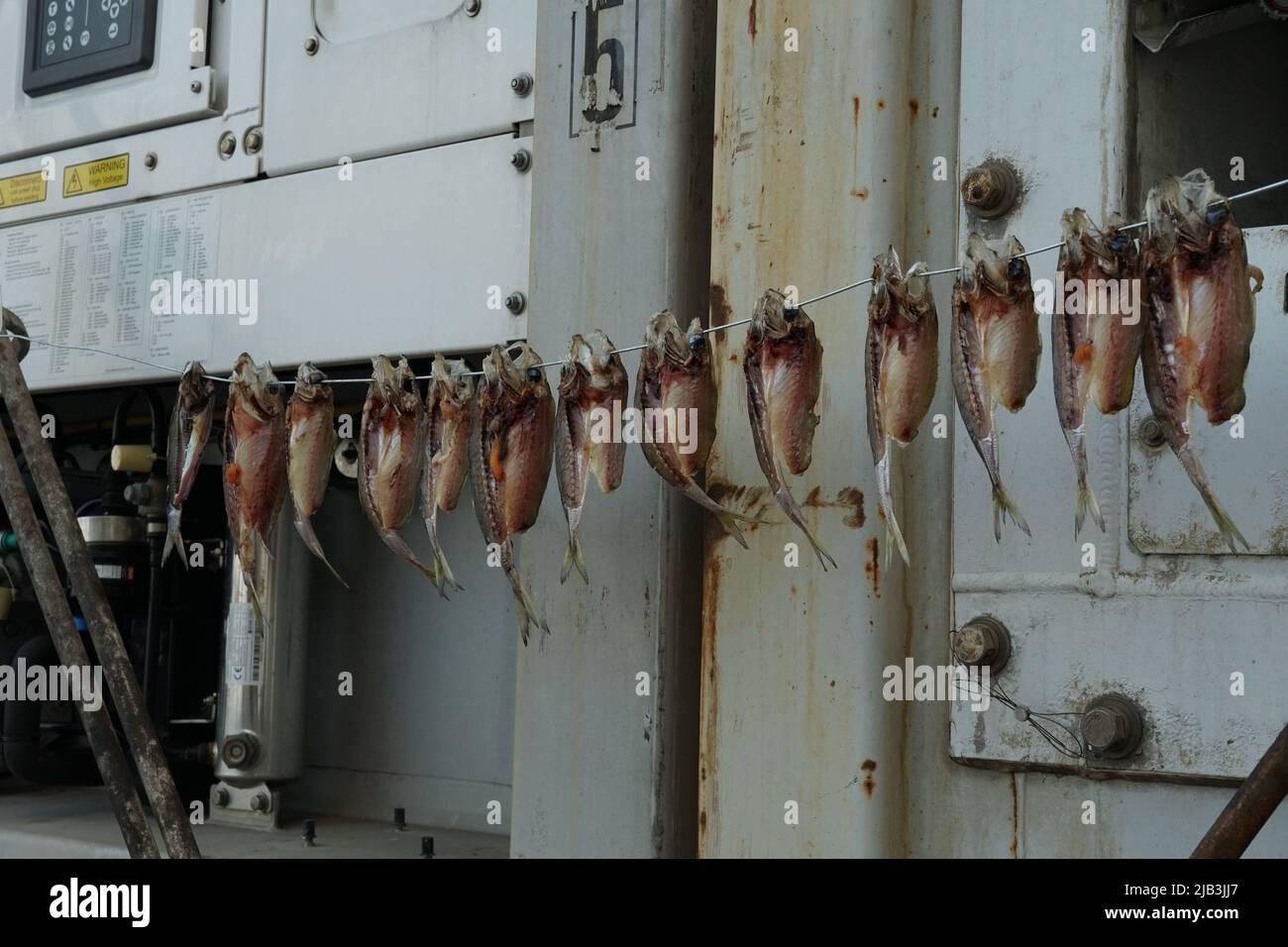 Dry fishes, snappers, are hanging on the rope between two white reefer