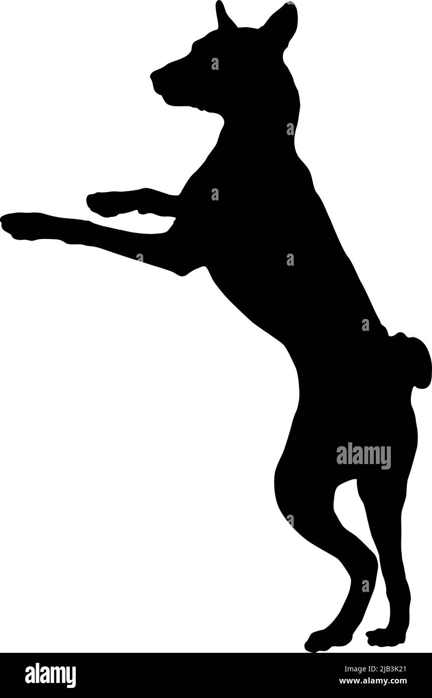Black dog silhouette. Jumping basenji puppy. African bush dog or congo dog. Pet animals. Isolated on a white background. Vector illustration. Stock Vector