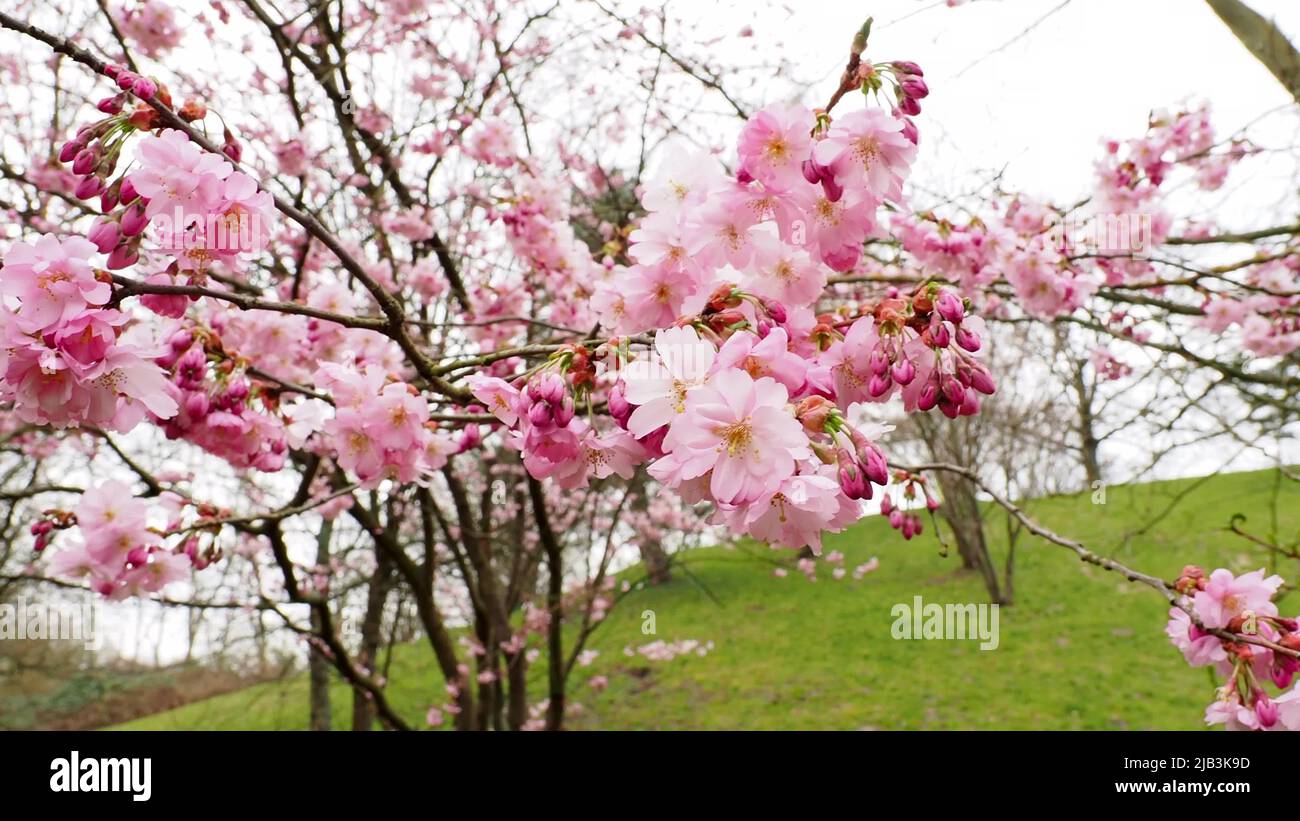 Close up footage tree branches hi-res stock photography and images - Alamy