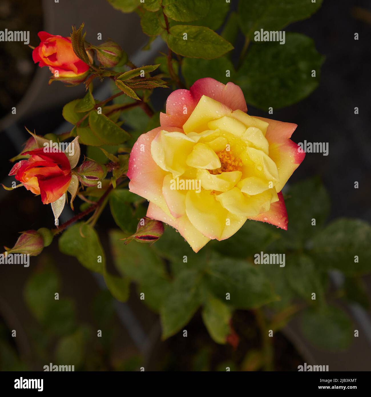 Close up of Rosa Climbing Masquerade, a climbing rose, seen outdoors in the garden. Stock Photo