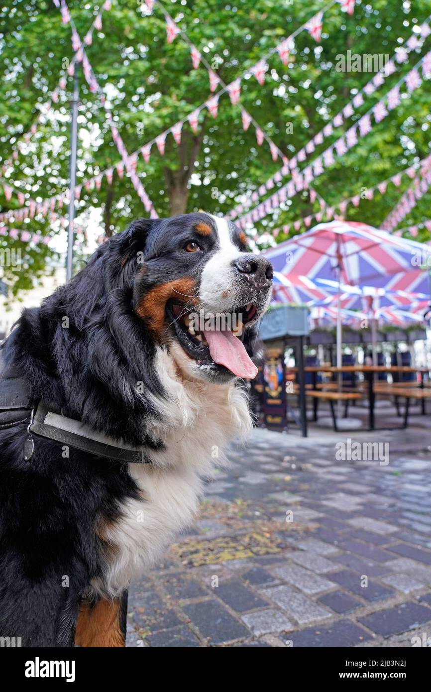 Swiss Mountain Dog Umbrella Swiss Mountain Dog Umbrella