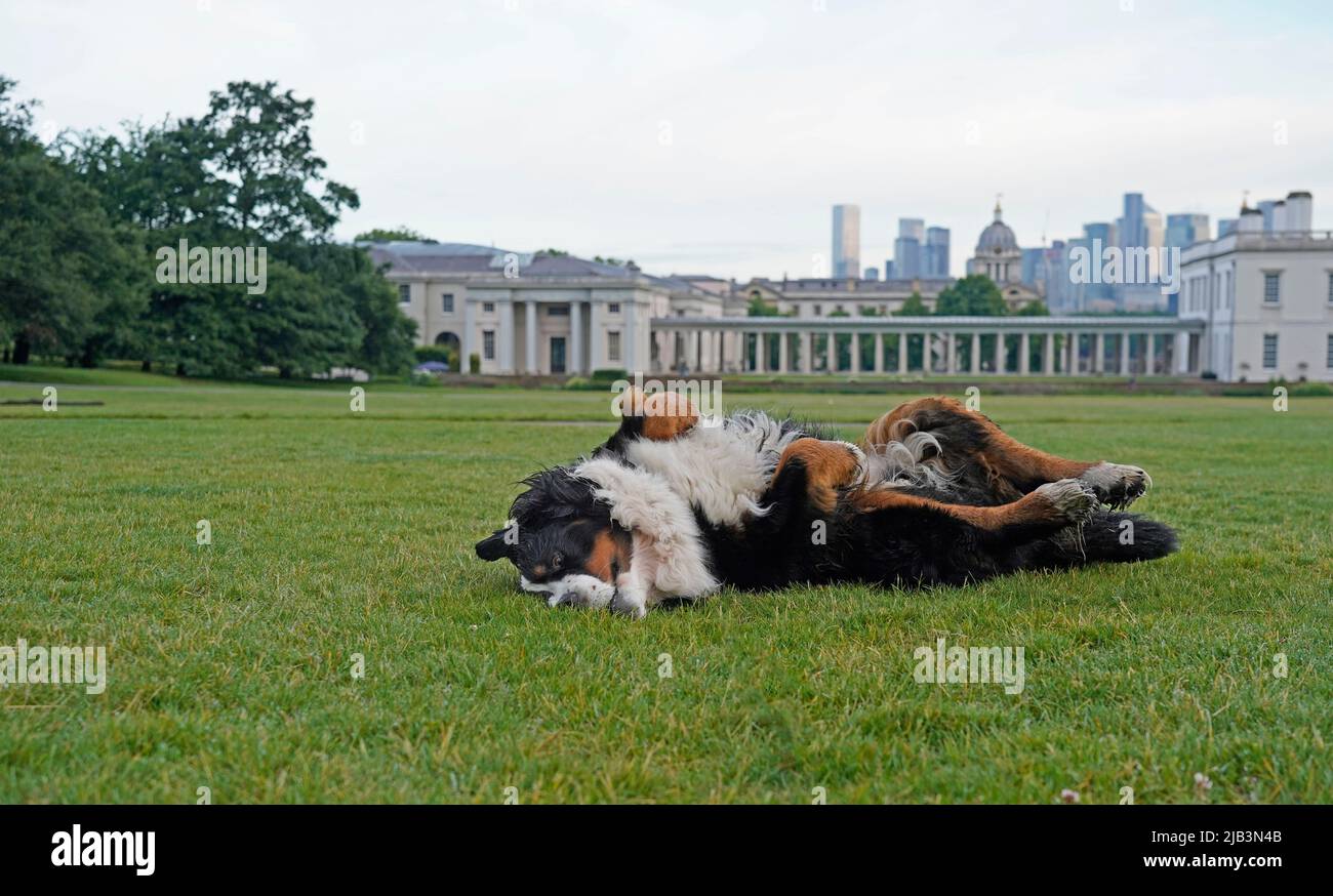 Bernese Mountain Dog rolling on the grass Stock Photo