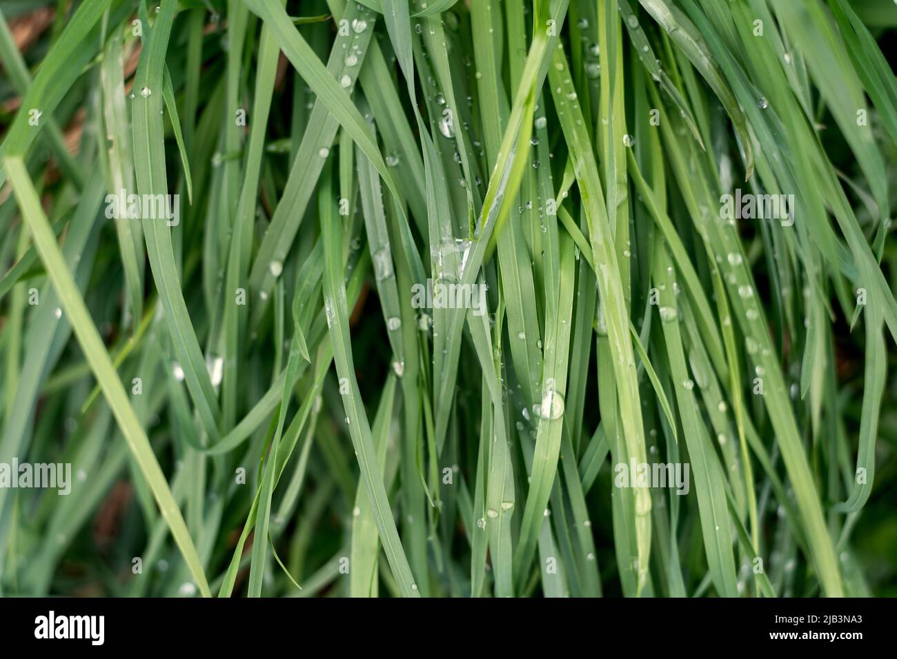 Natural green grass with water drops background, fresh lawn top view Stock Photo