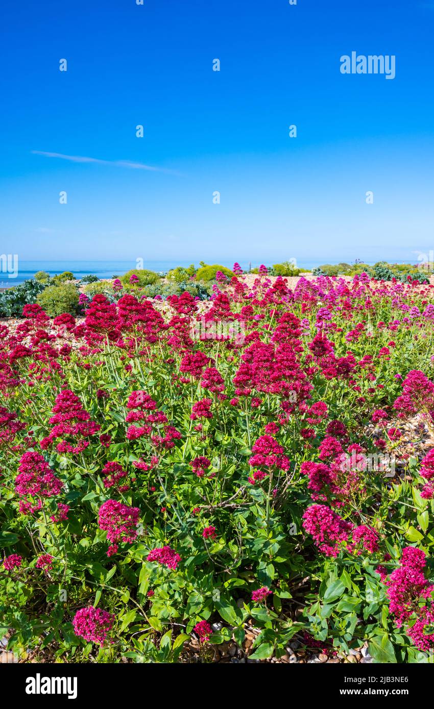 Red Valerian plant (Centranthus ruber), AKA Spur Valerian, Kiss-me-quick, Fox's brush, Jupiters beard, on a beach in Spring in West Sussex, UK. Stock Photo