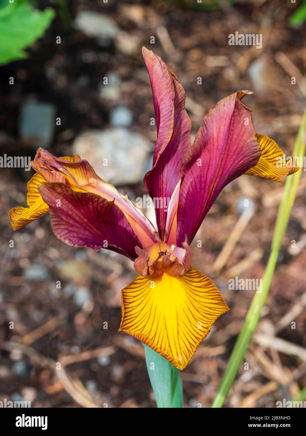 Red-bronze standards and golden falls of the early summer flowering Dutch iris, Iris x hollandica 'Lion King' Stock Photo