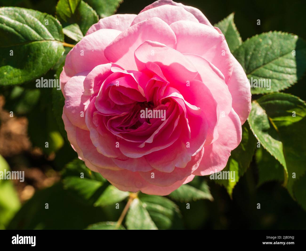 Double pink flower of the fragarnt David Austin English rose, Rosa 'Desdemona' Stock Photo