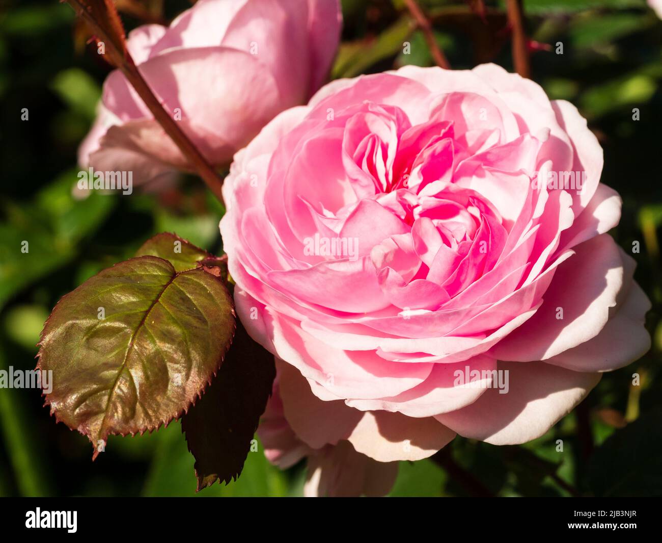 Double pink flower of the fragrant David Austin English rose, Rosa 'Olivia Rose' Stock Photo