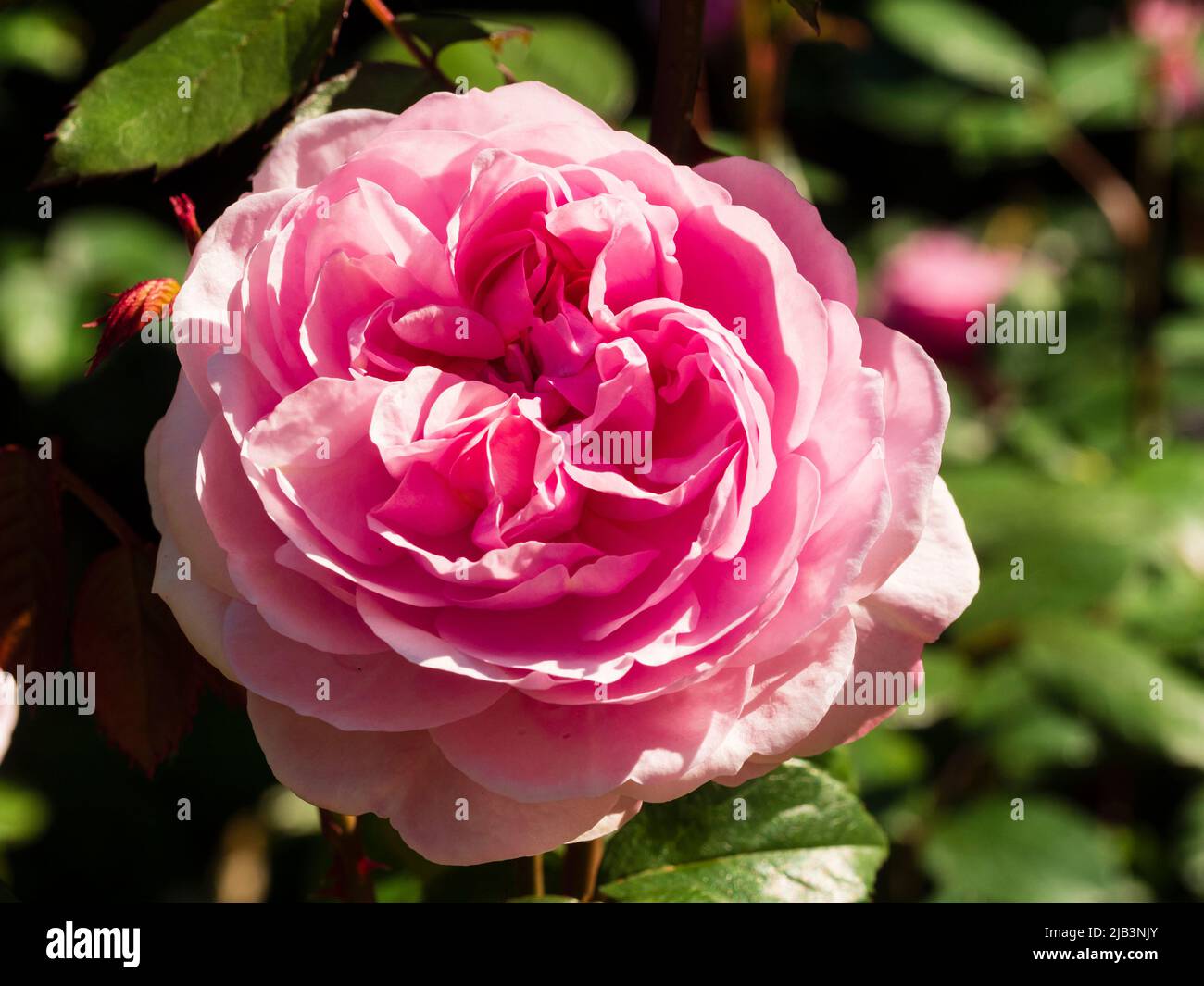 Double pink flower of the fragrant David Austin English rose, Rosa 'Olivia Rose' Stock Photo