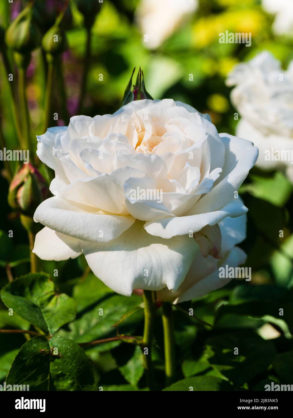 Double white fragrant flower of the flower of the David Austin English rose, Winchester Cathedral Stock Photo