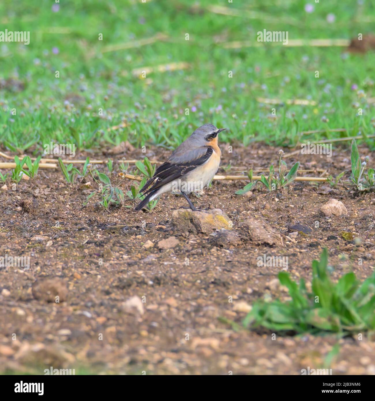 The northern wheatear Oenanthe oenanthe on a dung heap during the spring migration Stock Photo
