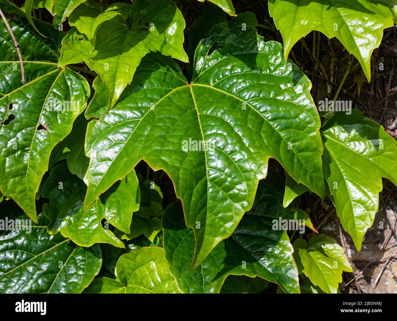 Single large leaf of Japanese creeper (Parthenocissus tricuspidata), AKA Boston ivy, Grape ivy, Japanese ivy & Woodbine in Spring in England, UK. Stock Photo