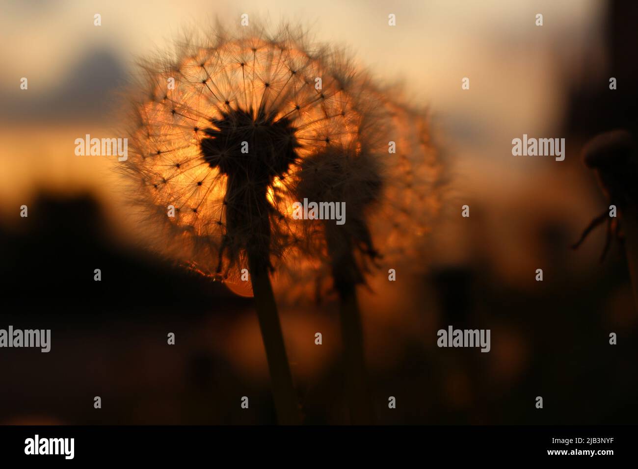 Dandelions (Taraxacum officinale) at sunset - natural warm wallpaper, screensaver, background. Glowing dandelion sunset Stock Photo