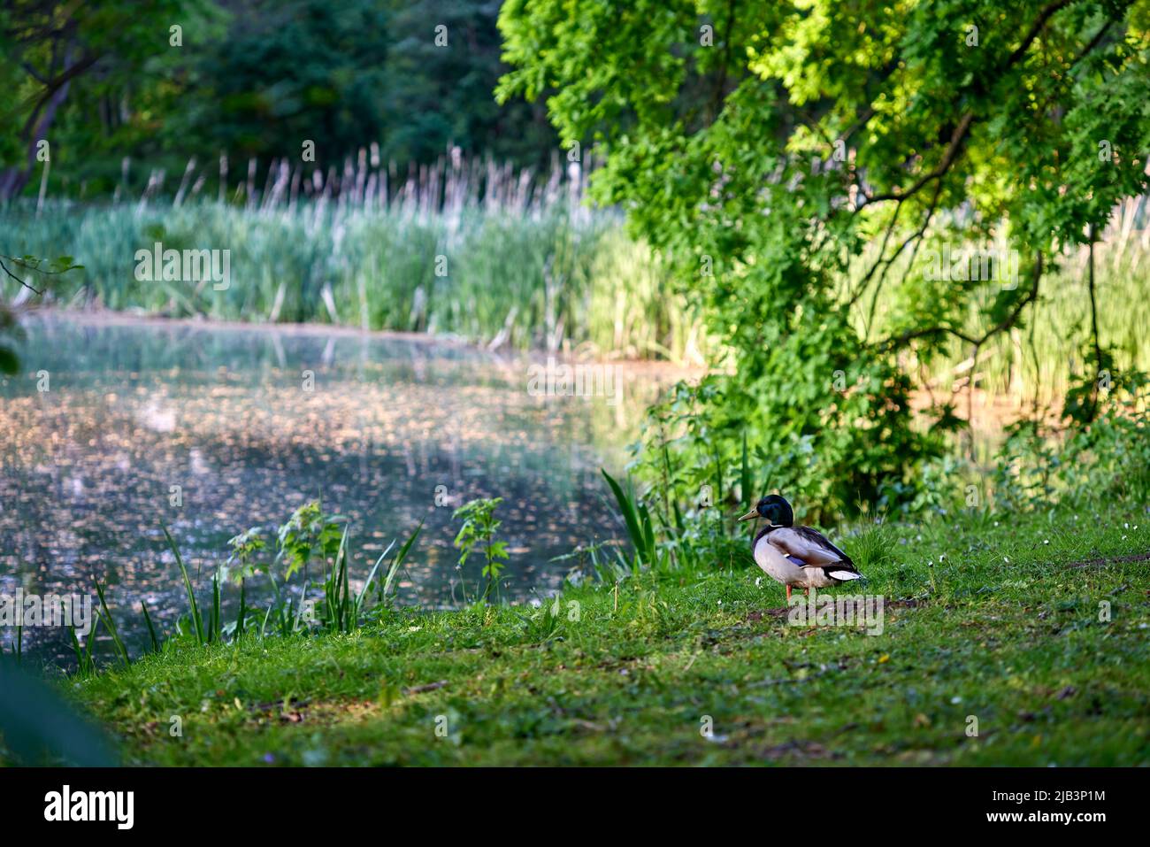 Duck on grass in Provincial Domain Rivierenhof Park - Antwerp Belgium Stock Photo