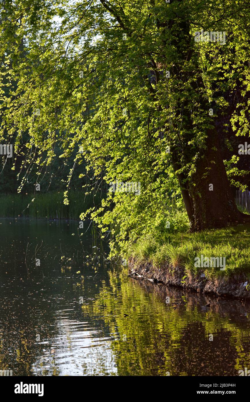 Tree next to the water in Domain Rivierenhof Park, Antwerp - Belgium Stock Photo