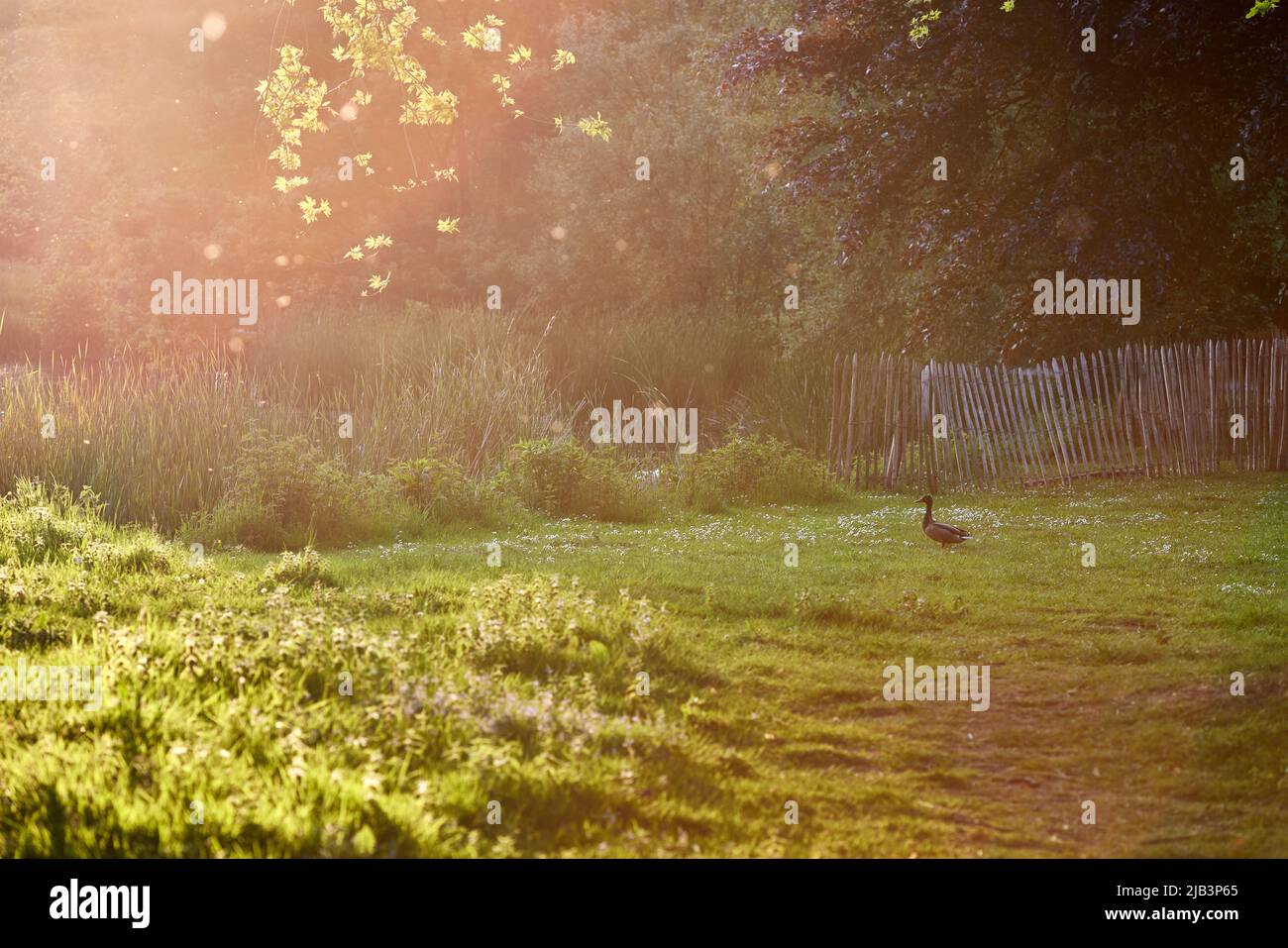 Duck on grass at sunset in Provincial Domain Rivierenhof Park - Antwerp Belgium Stock Photo