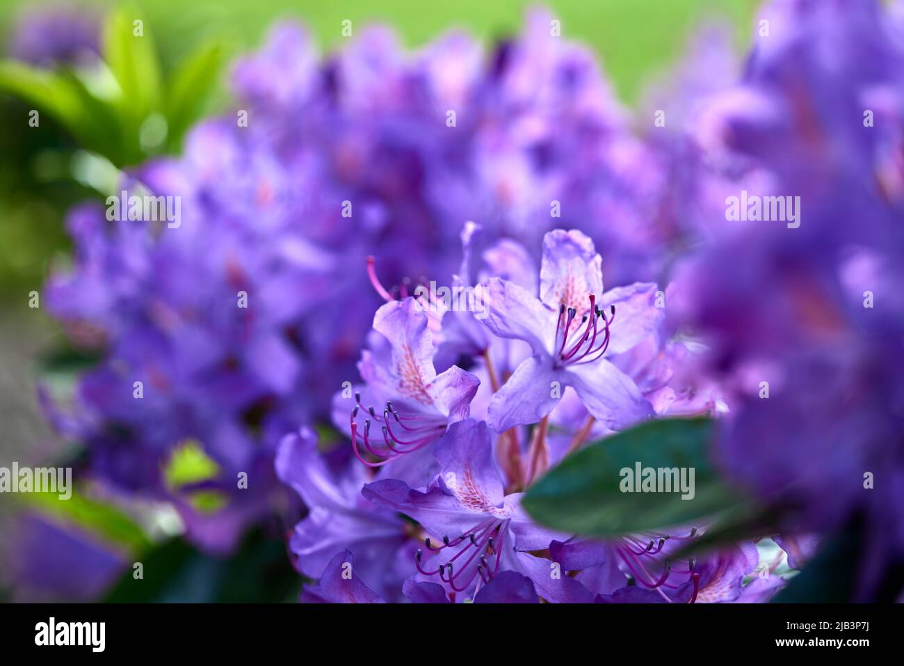 Rhododendron ponticum flowers - close up view Stock Photo